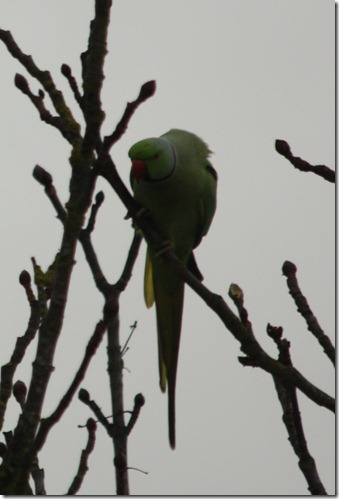 MARTIN_2012_12_18_0316