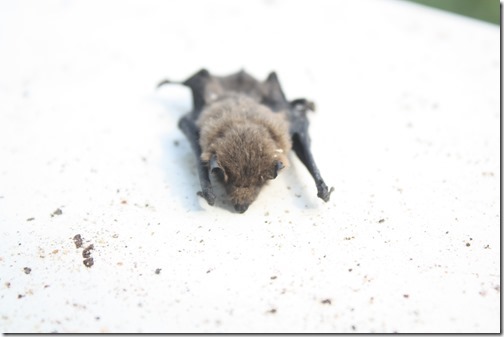 MARTIN_2013_07_16_0964 MARTIN_2013_07_16_0964