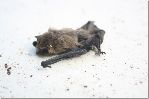 MARTIN_2013_07_16_0966 MARTIN_2013_07_16_0966