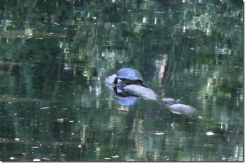 MARTIN_2014_05_17_1263