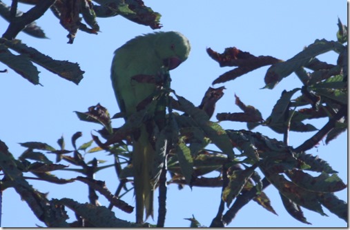 MARTIN_2014_08_21_0168