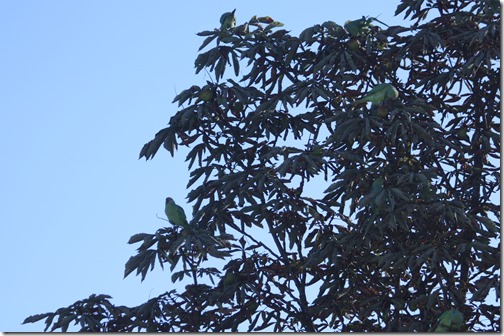 MARTIN_2014_08_21_0173