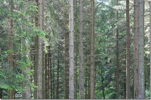 MARTIN_2015_06_13_0245 MARTIN_2015_06_13_0245