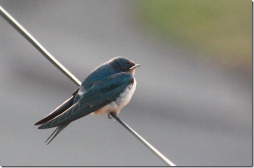 MARTIN_2015_07_18_0322