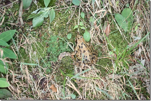 MARTIN_2015_07_31_0518