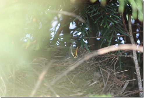 MARTIN_2016_05_08_0164