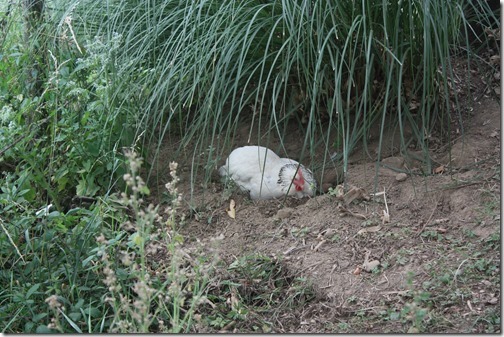 MARTIN_2017_07_08_0506