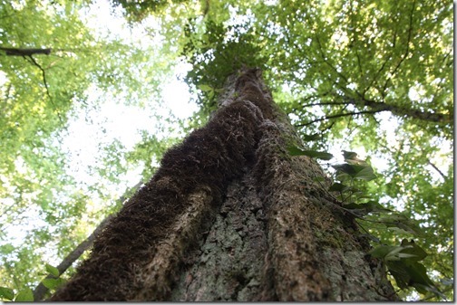 MARTIN_2018_08_26_1472