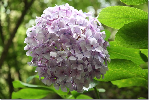 MARTIN_2019_07_18_0182