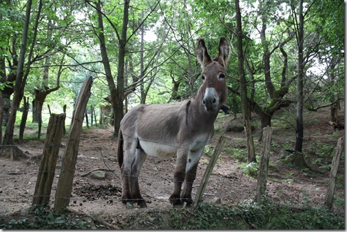 MARTIN_2019_07_18_0225