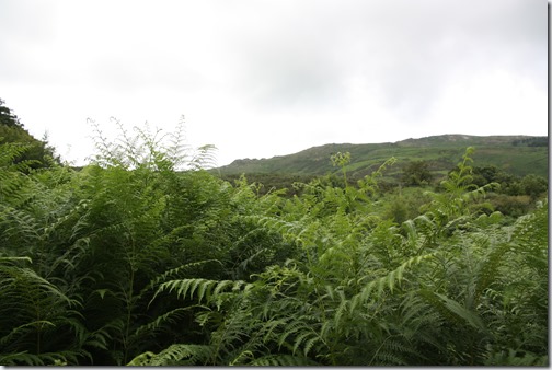 MARTIN_2019_07_18_0229