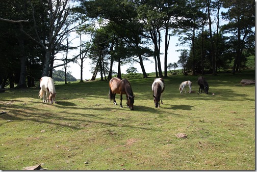 MARTIN_2019_07_18_0308