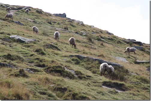 MARTIN_2019_07_18_0329