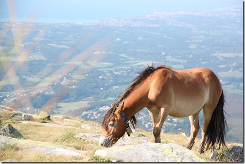 MARTIN_2019_07_18_0350