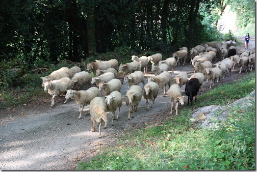 MARTIN_2019_07_21_0392