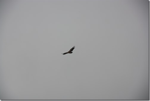 MARTIN_2019_07_21_0464