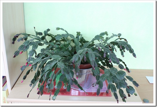 MARTIN_2010_11_12_2312