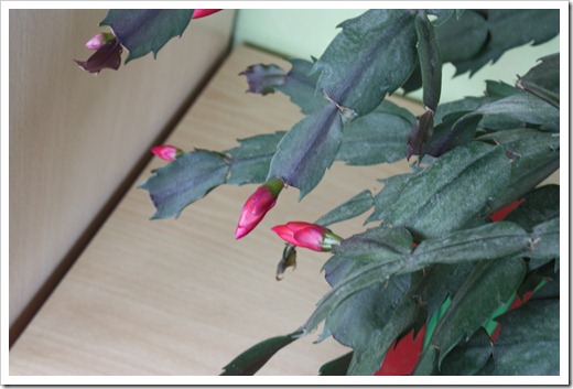 MARTIN_2010_11_12_2313