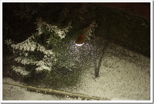 MARTIN_2010_11_26_2356