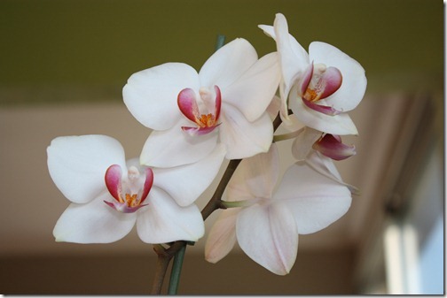 MARTIN_2011_04_16_2996