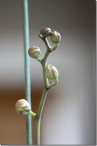 MARTIN_2011_03_26_2962