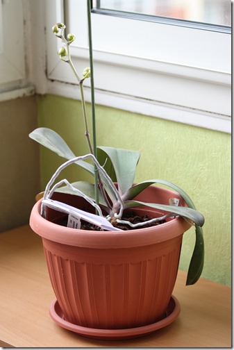 MARTIN_2011_03_26_2963