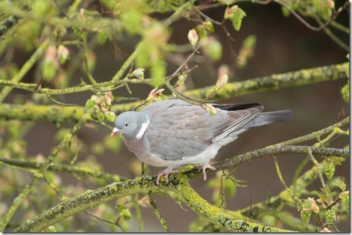 MARTIN_2011_03_30_2970