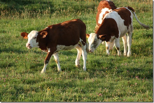 MARTIN_2011_08_20_3701