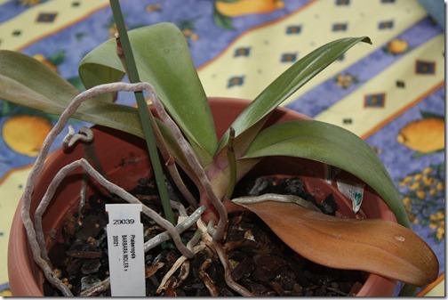 MARTIN_2011_11_08_3779