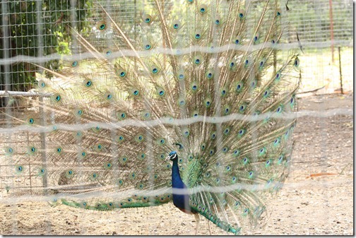 MARTIN_2011_07_14_3400 MARTIN_2011_07_14_3400