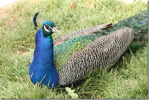 MARTIN_2011_07_14_3401 MARTIN_2011_07_14_3401