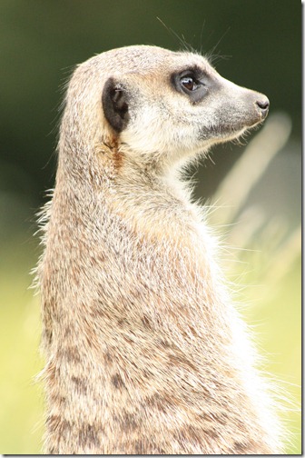 MARTIN_2011_07_14_3411 MARTIN_2011_07_14_3411