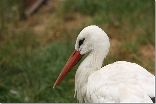 MARTIN_2011_07_14_3522 MARTIN_2011_07_14_3522