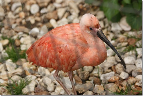 MARTIN_2011_07_14_3525 MARTIN_2011_07_14_3525