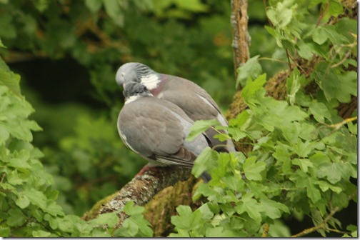 MARTIN_2012_05_11_4568 MARTIN_2012_05_11_4568