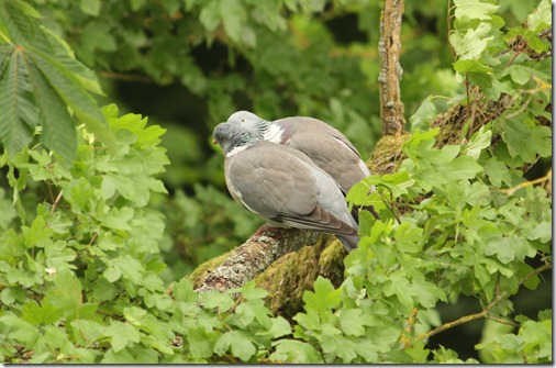 MARTIN_2012_05_11_4569 MARTIN_2012_05_11_4569