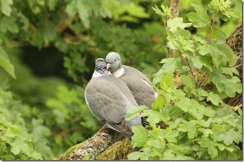 MARTIN_2012_05_11_4570 MARTIN_2012_05_11_4570