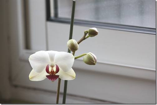 MARTIN_2011_04_04_2983