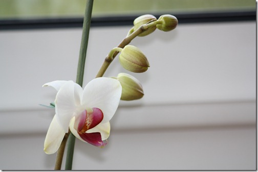 MARTIN_2011_04_04_2984