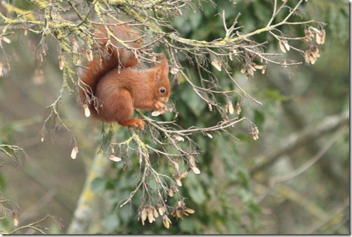 MARTIN_2012_01_31_4103 MARTIN_2012_01_31_4103