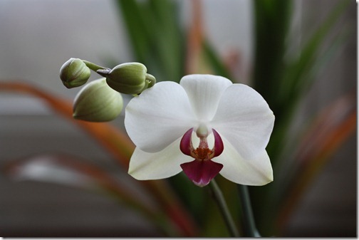 MARTIN_2012_01_31_4113 MARTIN_2012_01_31_4113